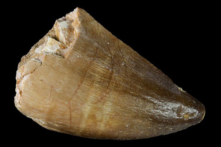 Fossil Mosasaur (Prognathodon) Tooth - Morocco #164205